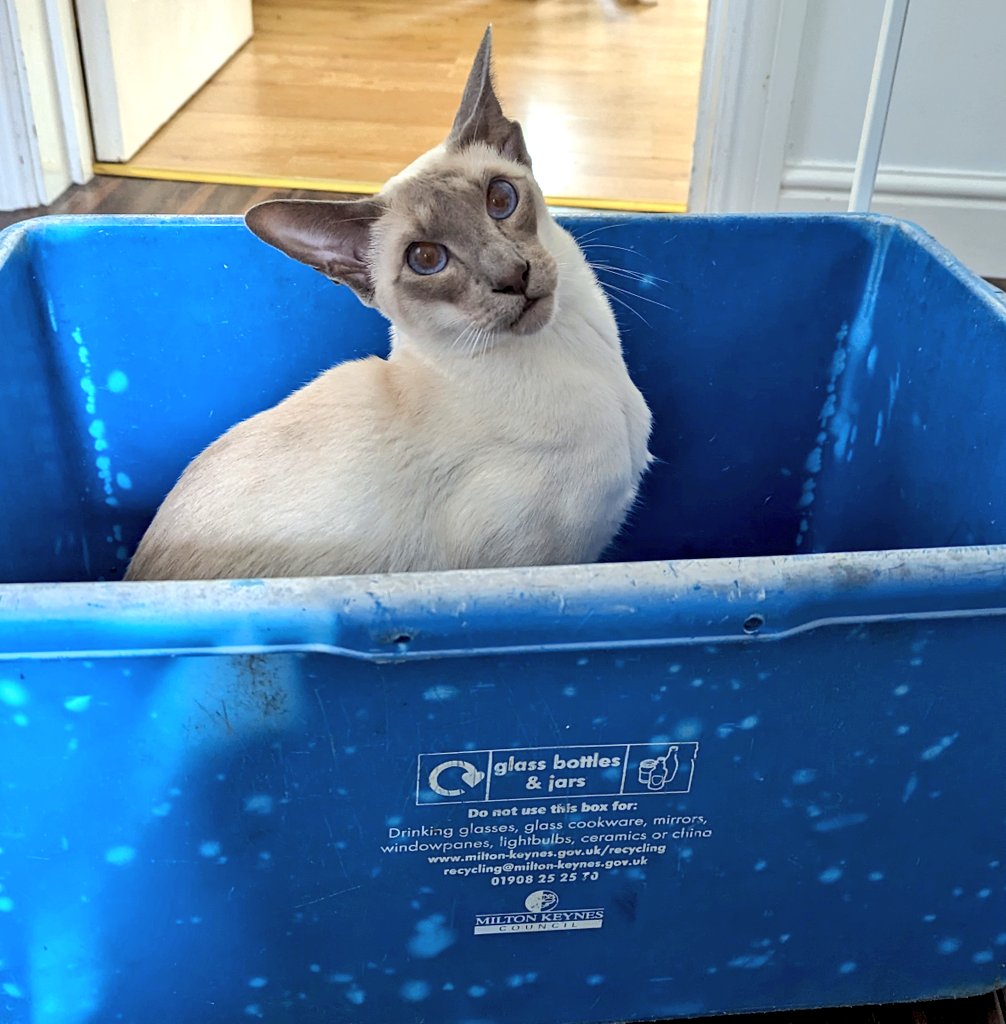 Innovation is strong in this house.
Puuurfect reuse for the old glass recycling bin. 
He's only SITTING in it

#catsinboxes