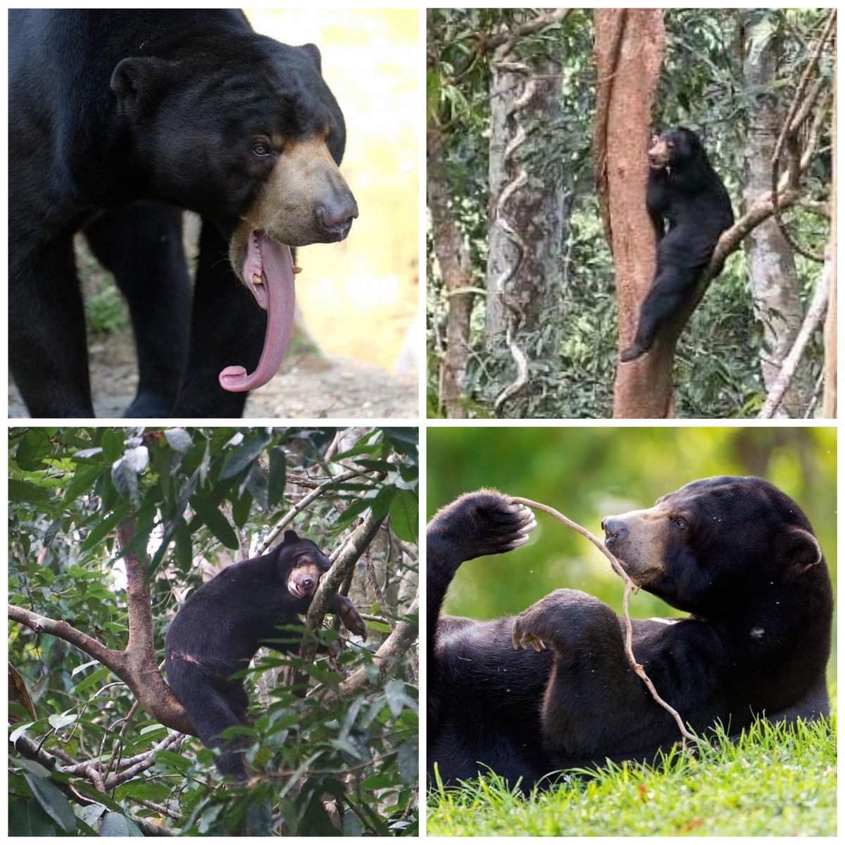 Ever seen a bear in the wild? Have a look at these 4 photos of the Sun Bear carrying out different activities! Which photo do you like the most? Learn more about the Sun Bear here: shorturl.at/lzG49
.
#exploreRER  #wildlife #animals #nature #wildcat #saveourwildlife