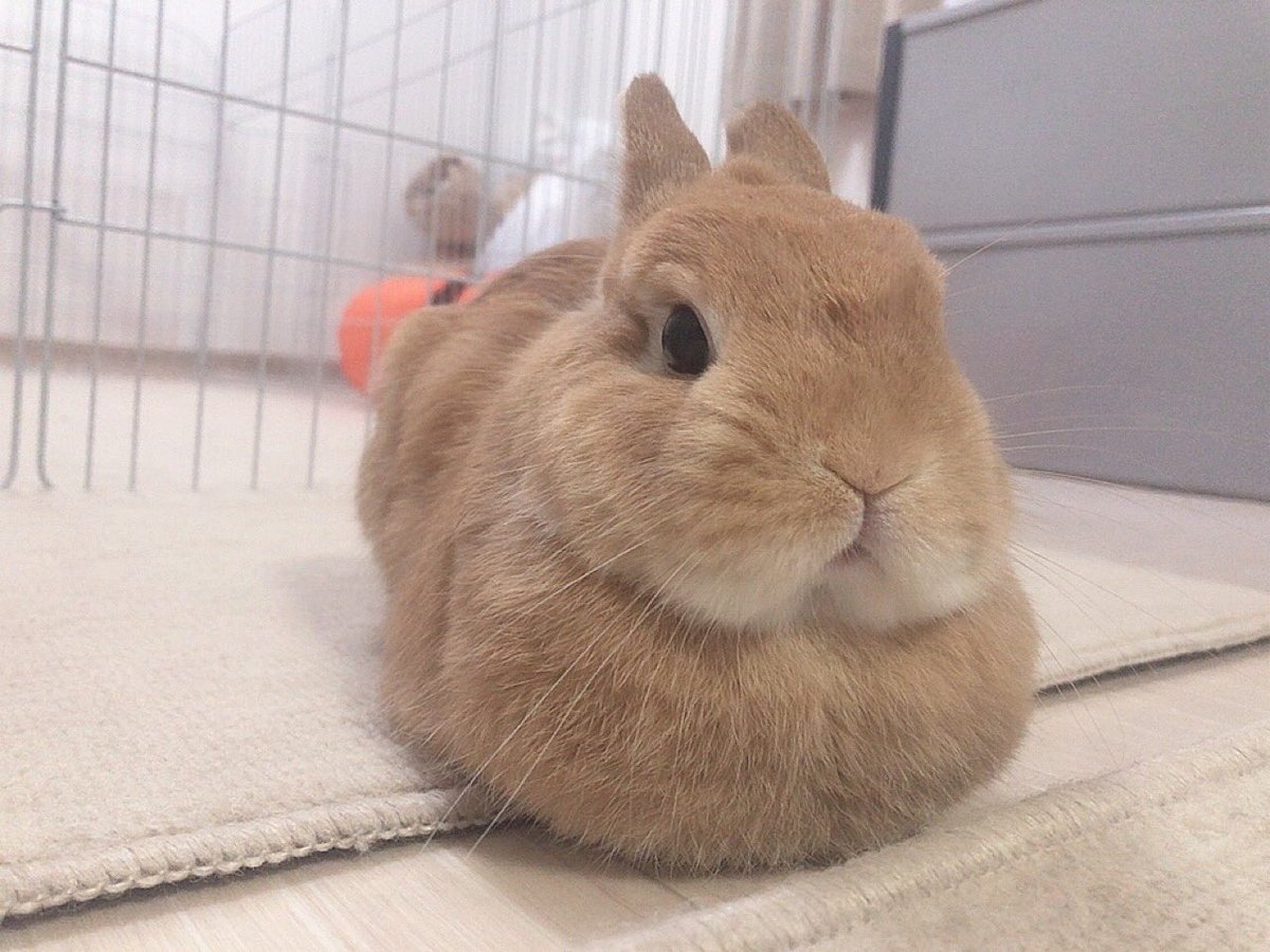 うさぎ ꕤ‿‿‿‿‿‿‿‿‿‿‿‿‿‿‿‿‿‿ꕤ.｡ ⁡ ⁡ ⁡ 遅くなりましたが、うさぎしん