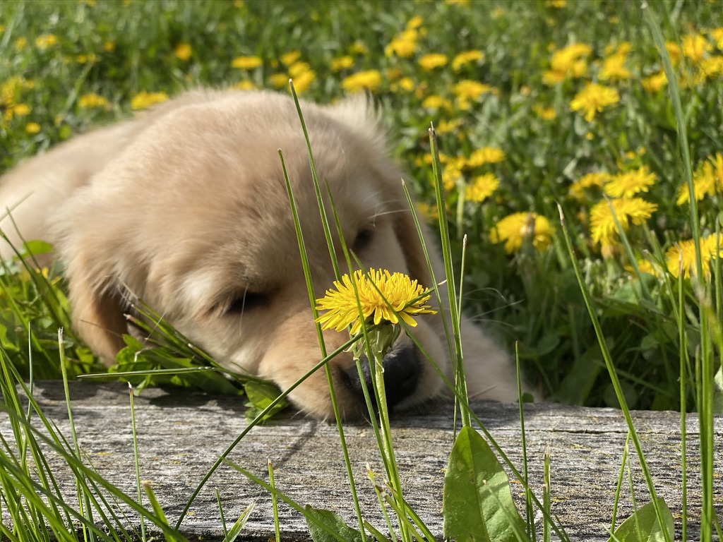 📣BREAKING NEWS📣
​DOGS ARE STILL GOOD TODAY