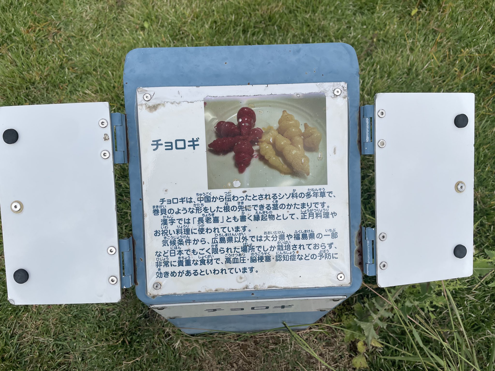 チョロギ✨ チョロギ (Stachys sieboldii)