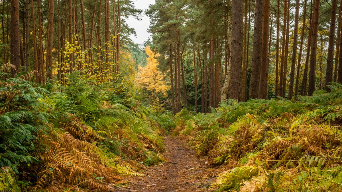 YHAOfficial's tweet image. Walking is a free way of taking in the best of Britain’s scenic sites. And we've created plenty of self-guided maps so you can explore beautiful places at your own pace. 🗺️

📸 The New Forest

@OSleisure 

bit.ly/3IJSaa6
 
#GetOutsideDay #YHAWalks #LiveMoreYHA