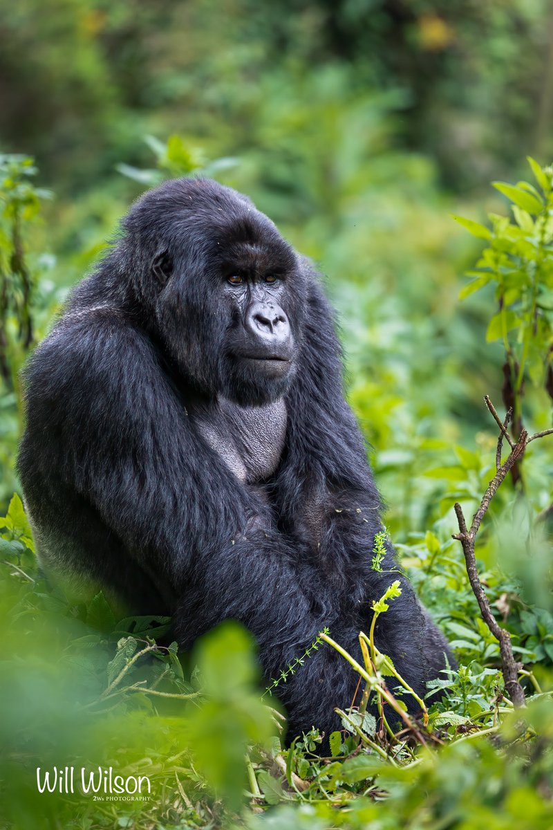 Posting this awesome Silverback Mountain Gorilla of the Igisha family group to mark #WorldGorillaDay. Photographed in @VolcanoesPark in #Rwanda #conservation #TwitterNatureCommunity