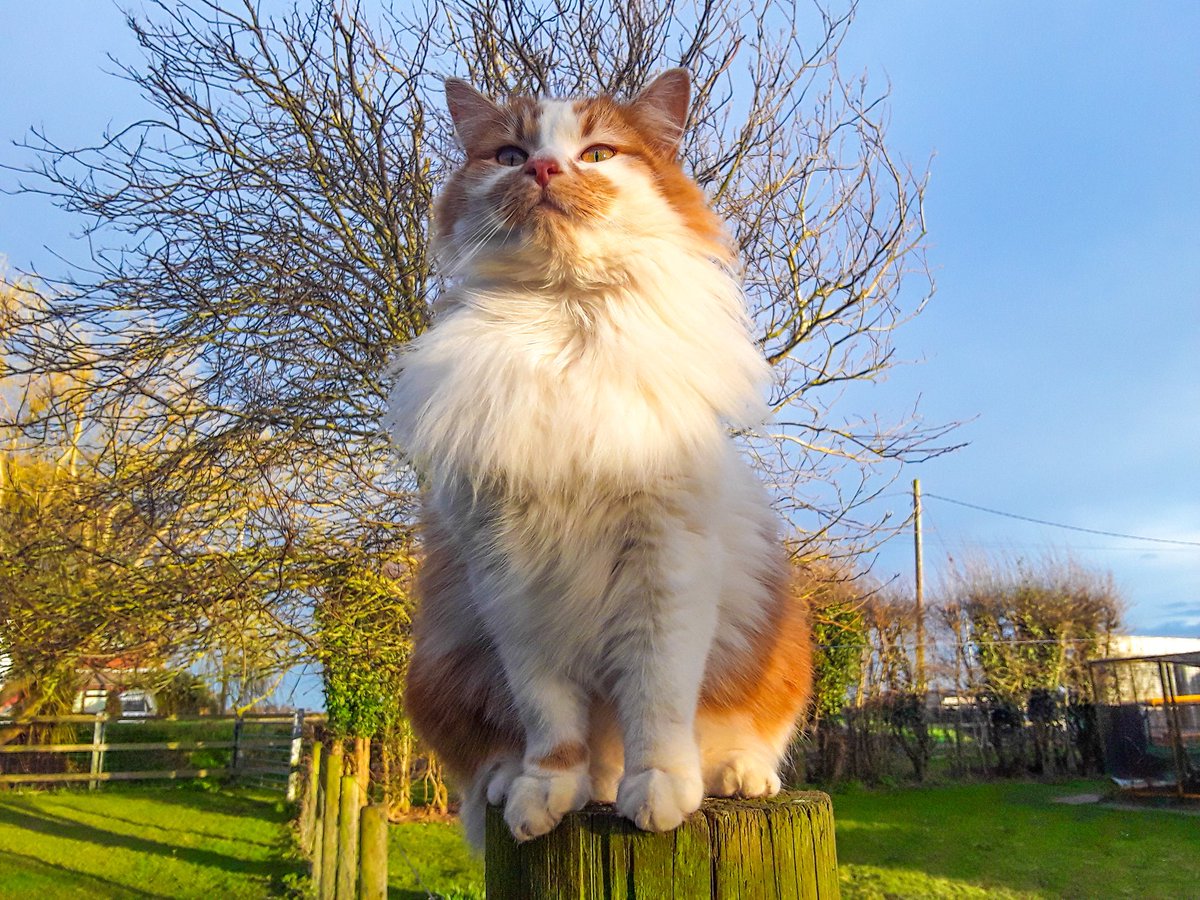 chris_alpacas's tweet photo. I'll miss you for a little while
But our friendship will not end.
Time will pass and then at last
You'll be on my lap again.
In memory of Ginge aka Harriet π»
(Poem by Rob Trammer)
#RIPHarriet #2yearstoday #mygirl #gorgeousgirl https://t.co/6yJ2BYEEFs