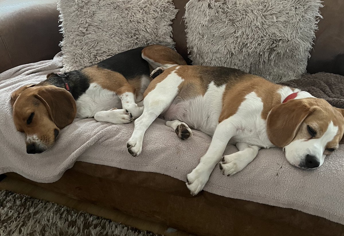 LilyandMolly1's tweet photo. Weโre โzorsted ๐ด๐ด Time for some Sunday snuggly snoozles ๐ถ๐ฅฐโค๏ธ
#dogsoftwitter #beagles #DogsofX #squirrelchasing https://t.co/Adv4ZHslLh