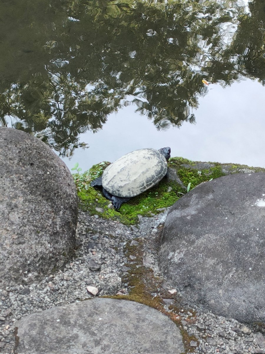 ishigusaCh's tweet photo. 根津神社の池でクサガメ発見🐢
黒化固体が可愛かった👍
#クサガメ　#根津神社
#黒化固体 https://t.co/3ZFx2V0rYW
