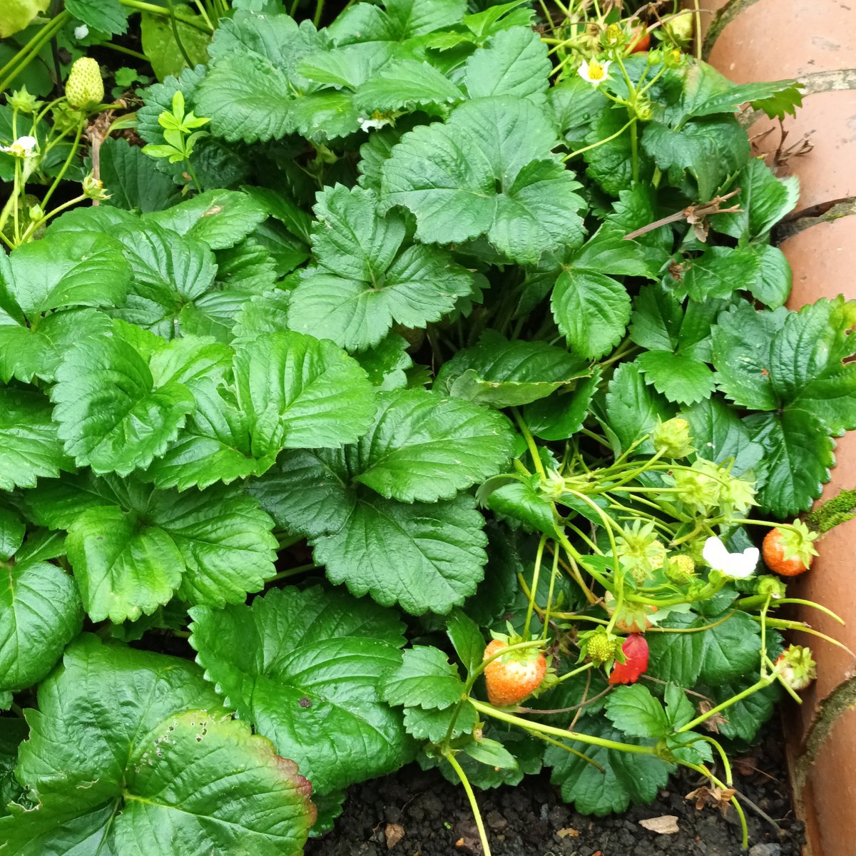 EdibleMorley's tweet photo. Super quick tidy up today. Tomatoes at Morley Bottoms and strawbs at Beryl Burton beds - will they have time to ripen? Don’t know, but there are a few spring onions at the library and herbs at all the beds inc sage, parsley, rosemary and thyme 🙂
#incredibleedible  #leeds https://t.co/KnjpXtqhR1