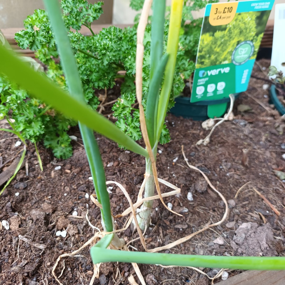 EdibleMorley's tweet photo. Super quick tidy up today. Tomatoes at Morley Bottoms and strawbs at Beryl Burton beds - will they have time to ripen? Don’t know, but there are a few spring onions at the library and herbs at all the beds inc sage, parsley, rosemary and thyme 🙂
#incredibleedible  #leeds https://t.co/KnjpXtqhR1