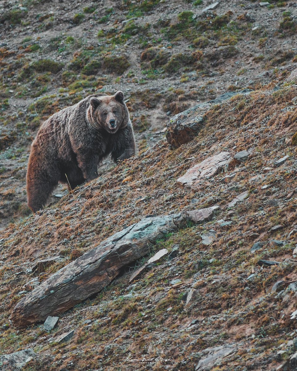 A male himalayan brown bear, strolls back to its den after a night of hunting and scavenging for food. #bear #WildlifeConservation #brownbear