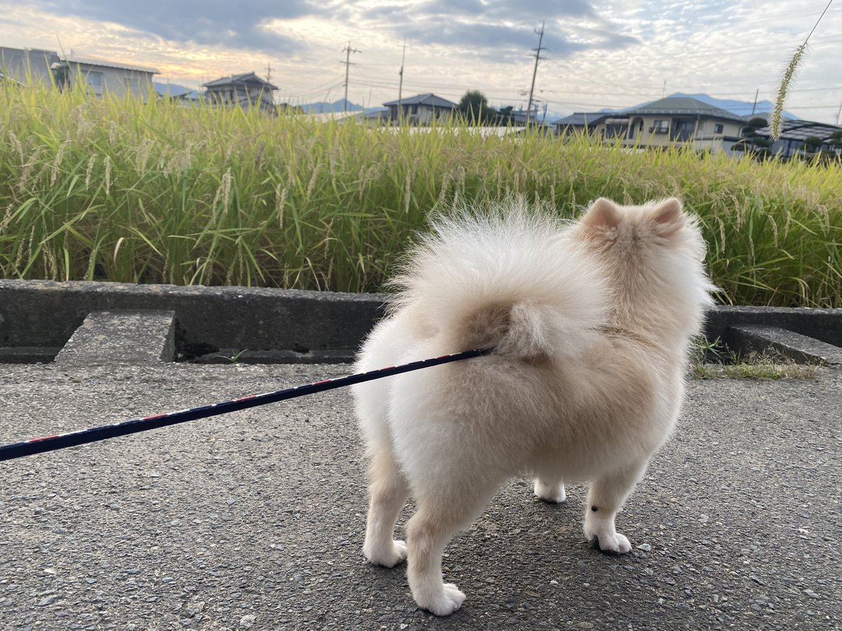 s_ntk417's tweet photo. 毎日可愛いプリケツちゃん https://t.co/XZ9g5v0Mmj