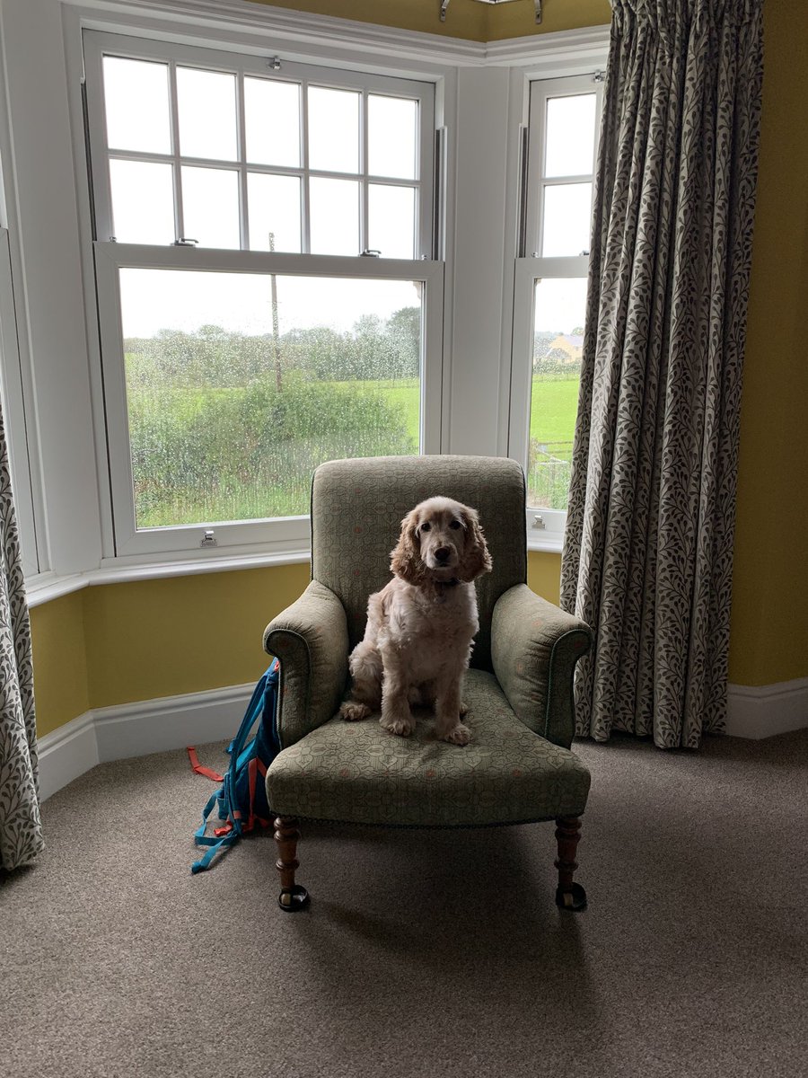 Good job he’s well trained …. and stays off the furniture 🤔🐶❣️🙄