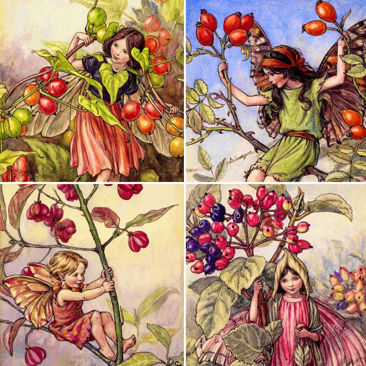 Some berry flower fairies for the #AutumnEquinox. Here are black byony, rosehip, spindle & wayfaring 
#Mabon #autumn #FolkloreSunday