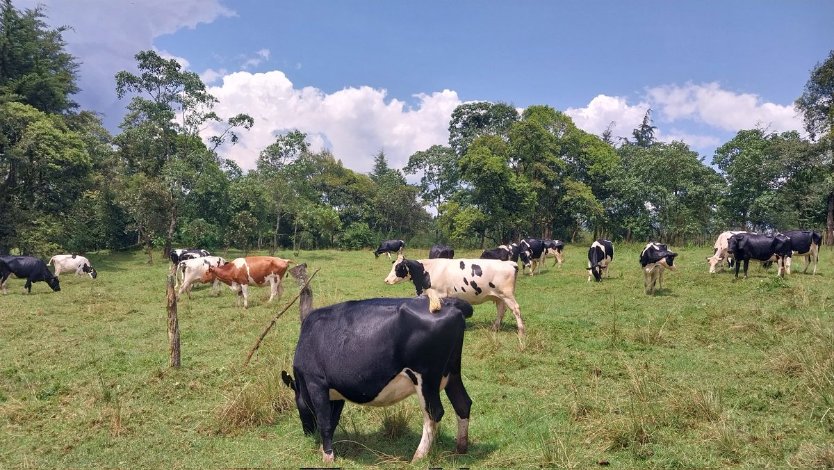 ThisFarmer kachilei tweet media