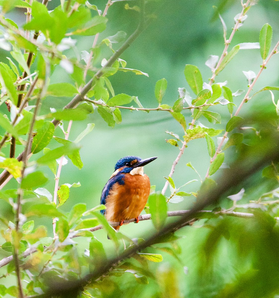 HarringayBirder tweet picture