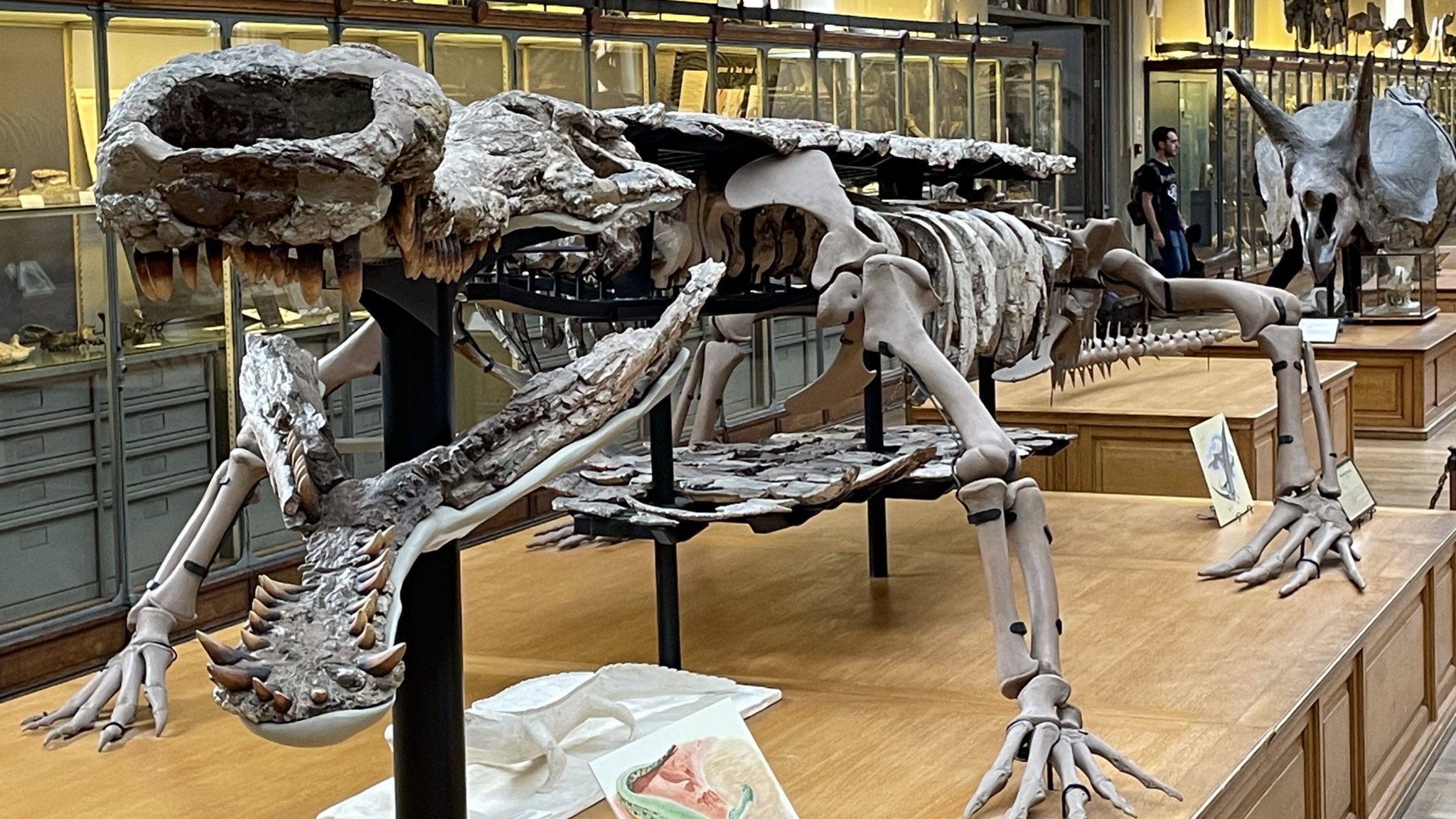 巨大ワニ サルコスクス 歯 本物 化石 恐竜 ニジェール産 75.87mm