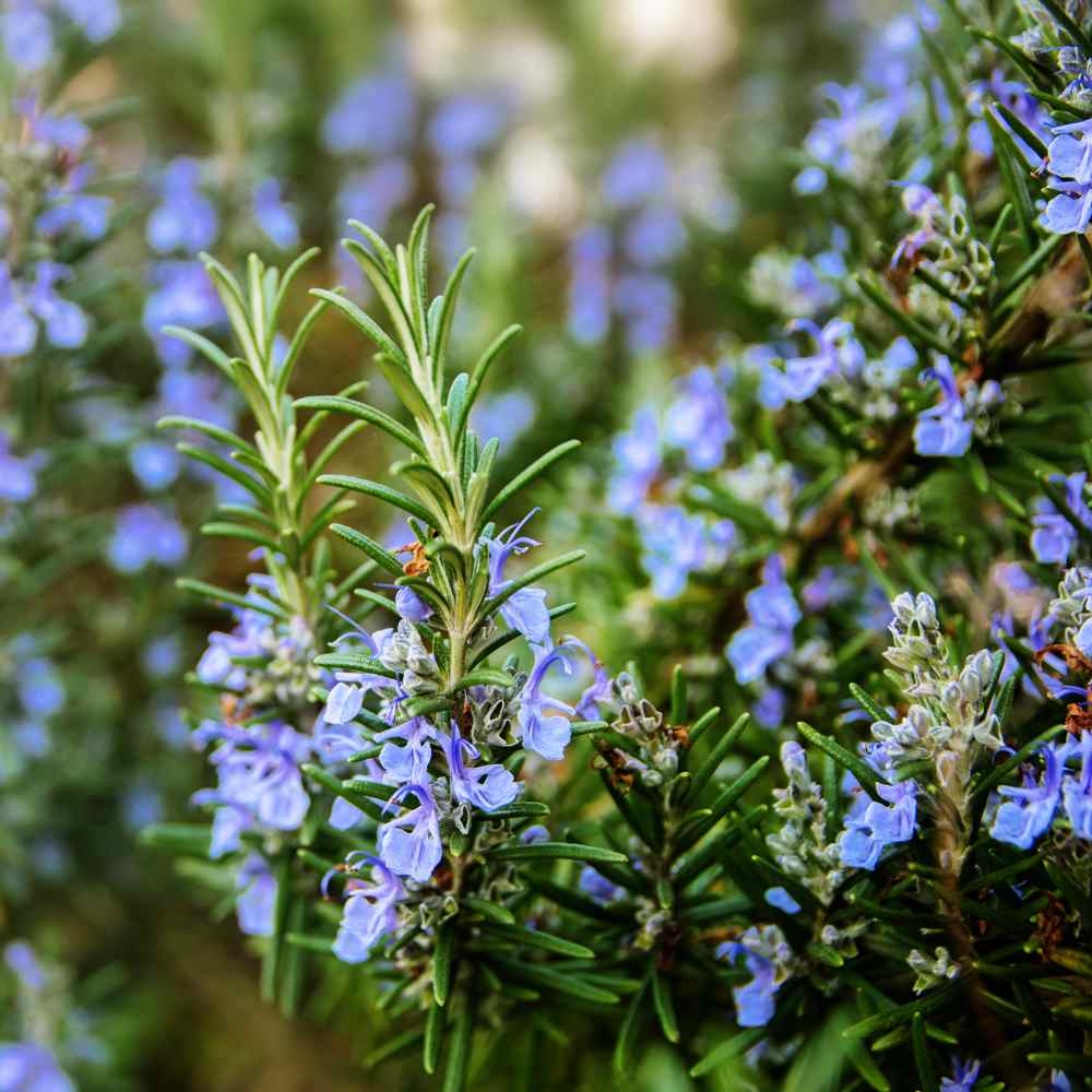 gransgardenseed's tweet photo. Do you have a sunny window? Perfect for herb pots, https://t.co/JFNp4ZNLDc 
Fresh herbs all winter long for cooking, teas and crafting.
#annualplantseeds #gardenseeds #herbgarden https://t.co/7fzMYUtYI8