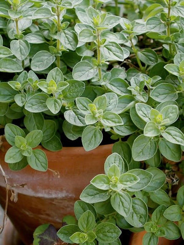 gransgardenseed's tweet photo. Do you have a sunny window? Perfect for herb pots, https://t.co/JFNp4ZNLDc 
Fresh herbs all winter long for cooking, teas and crafting.
#annualplantseeds #gardenseeds #herbgarden https://t.co/7fzMYUtYI8