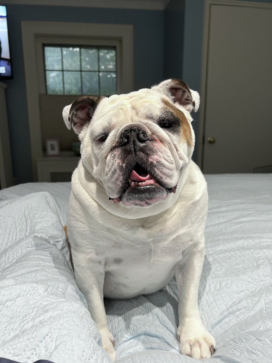 Cleo slept in my spot in the middle of tallbed last night so I had to stand on Mama’s head all night. #NotSorry