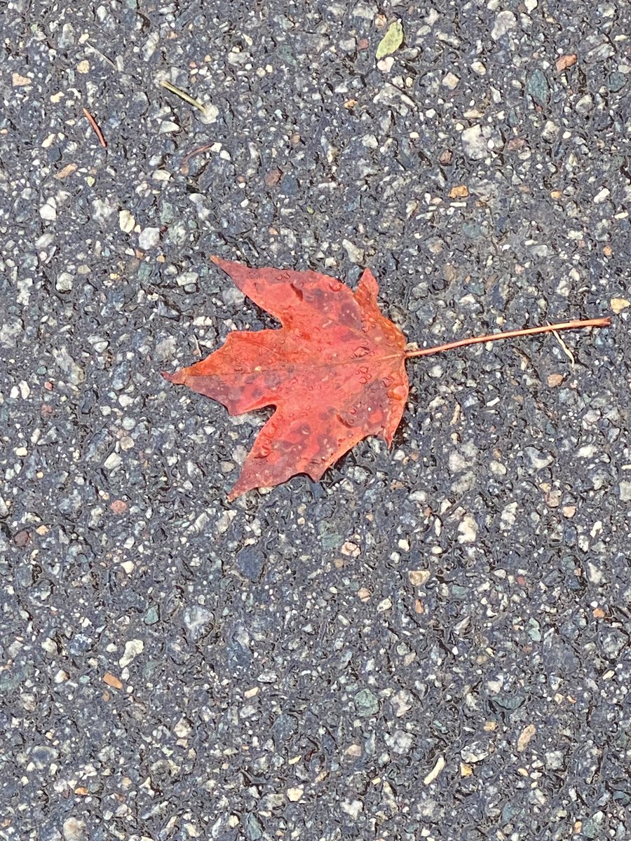 DonnaGoingsVA's tweet photo. And just like that! Fall.
Acorns crunching underfoot.
Mums bloom. Leaves turning.
#morningmile #fall https://t.co/rxvPQVFi6V