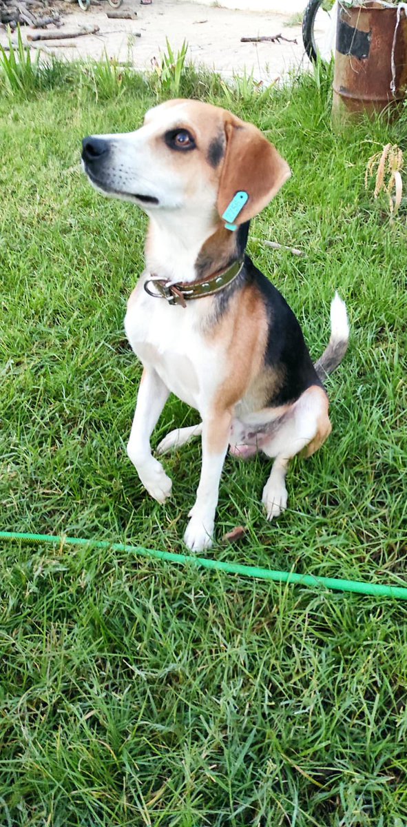 Sahibi Rusya ya giderken sokağa atıp gitti,belediye 20 km ileriye kısırlaştırıp bırakmış ama evi bulup gelmiş.
Beagle melezi 1 yaş erkek kısır 7 kilo bu çocuğa Bursa /istanbul yuva arıyorum iletişim <a href="/Evrem10862763/">Evrem</a> 
<a href="/melothepit/">M E L O & Kedy Kardeşleri</a> <a href="/melothepit/">M E L O & Kedy Kardeşleri</a> <a href="/nesliko/">Neslihan</a>