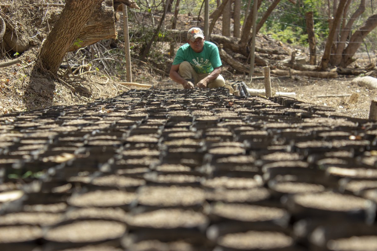 Taking care of our tree nurseries in Nicaragua