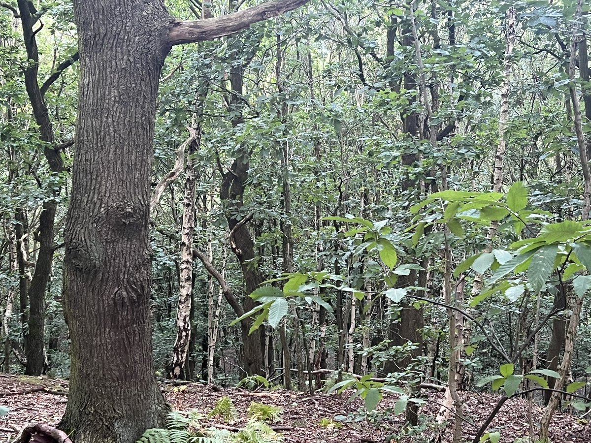 Hendersonmarkd's tweet photo. 10 miles for #vrc today @runningpunks &amp; first double digits since April. 
New route from Horbury to Coxley Woods &amp; back which was ace.
A few wrong turns and slips but had a blast.
This is dedicated to all the #BrokenPunks 🤟🏼 https://t.co/wCmJ9A9qCm