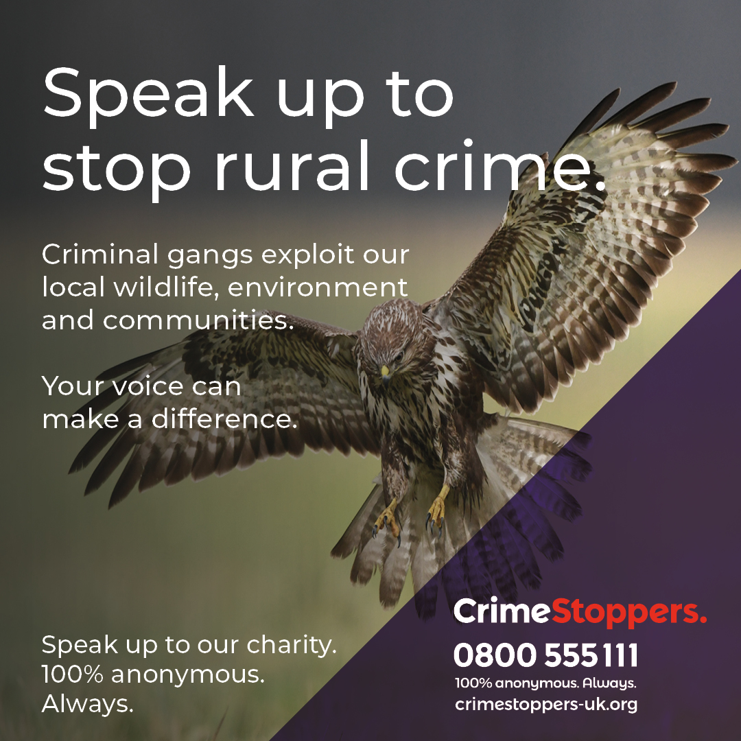 In the UK all wild birds, their nests & eggs are protected by law. It's against the law to intentionally kill, injure or take wild birds. Speak up, 100% anonymously, about the illegal killing of birds of prey: crimestoppers-uk.org/news-campaigns…