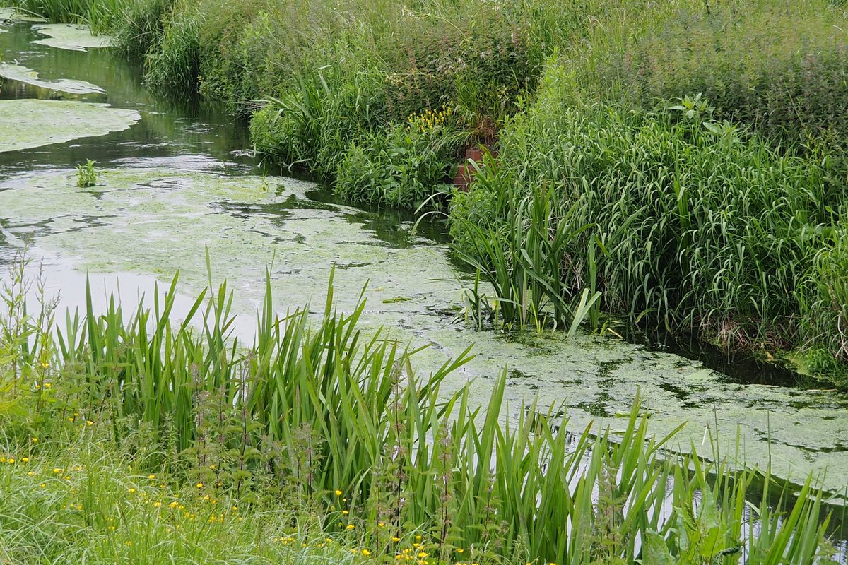 riverfossYork's tweet image. It’s #WorldRiversDay and the last day to participate in the #BigRiverWatch.
It takes just 15 minutes and it’s a great way to engage with your local waterway and feed into a #CitzenScience project.
If you enjoy it you might want to become a #RiverFoss #RiverMonitor !