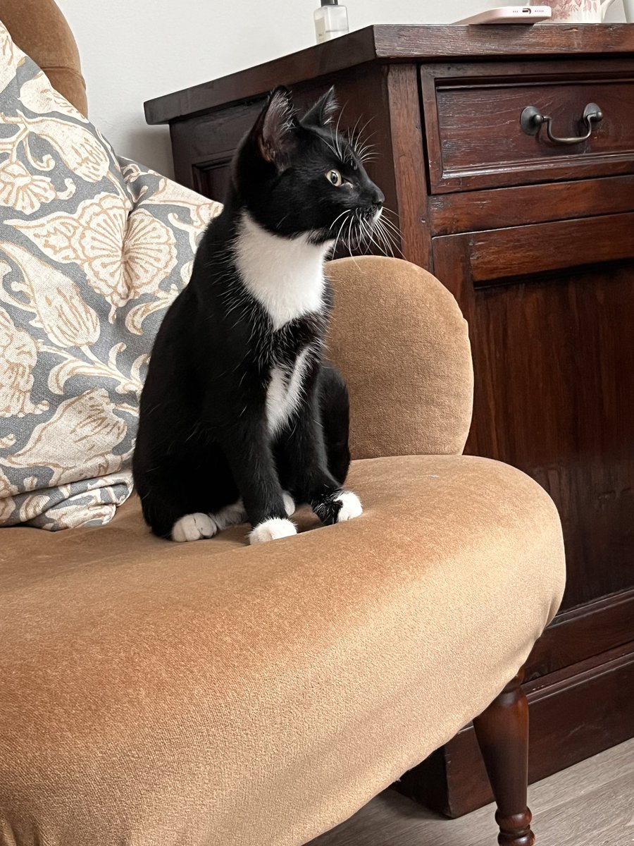 Arthur our new cat has arrived today. Bless him 💙 A rescue cat from The Sunshine Cat Rescue centre