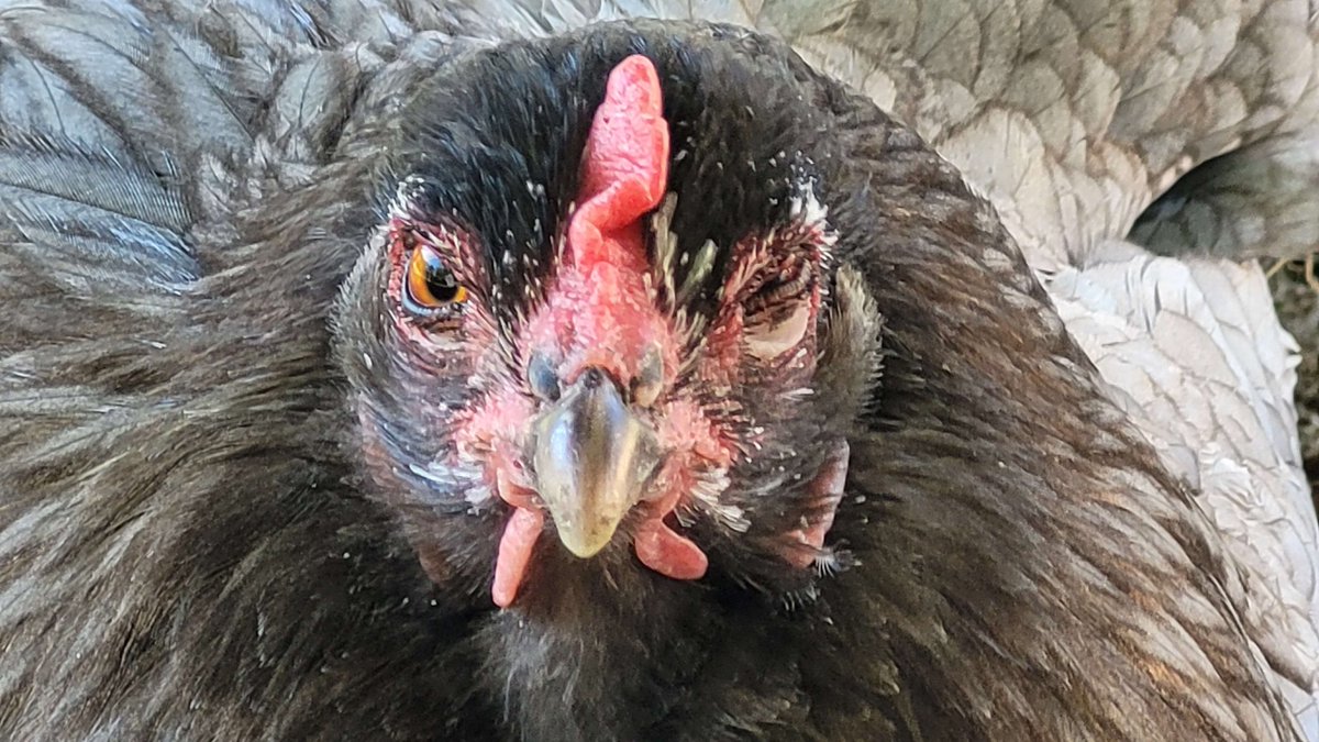 Joakim 'Chef' Lundstrom - PARTUM ARTIFEX dev tweet media