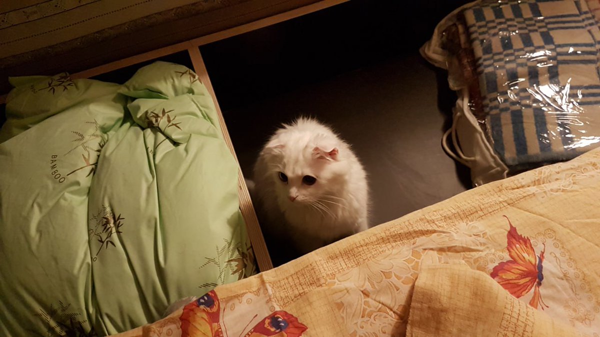 На фото вы видите растерянную кошечку. Злые человеки впервые в её жизни открыли поддиванье. Гнездо разорено, горе, о горе, один человек ржет аки скотина, другой ругается.
Это достали постельное, и обнаружили, что Марся его разодрала. Видимо, вила гнездо, иначе не получалось.