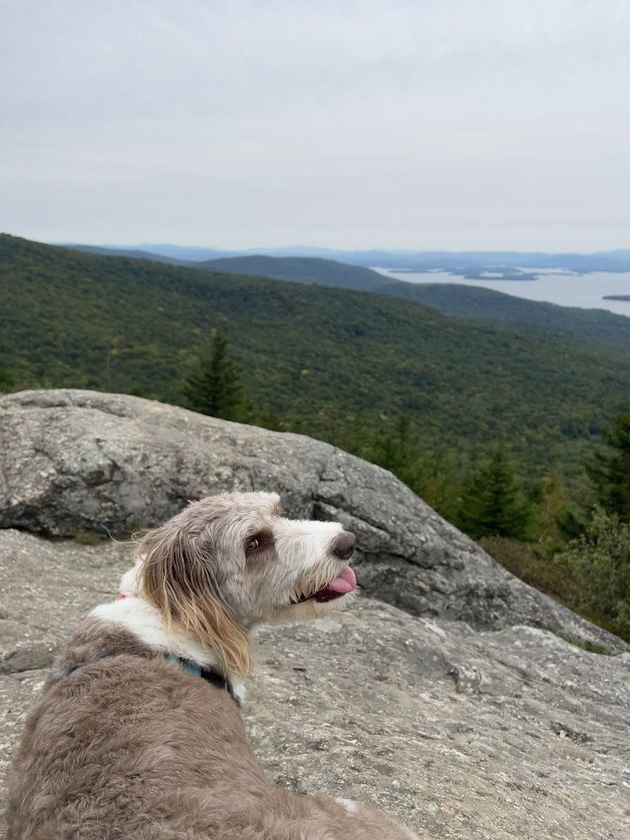 Cody Laux tweet media