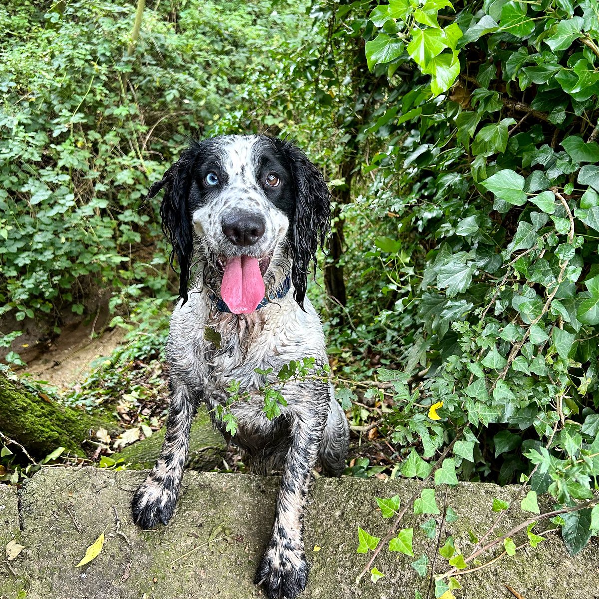 DirectorMaths's tweet image. Any volunteers to clean this dirtbag up? #spanielproblems