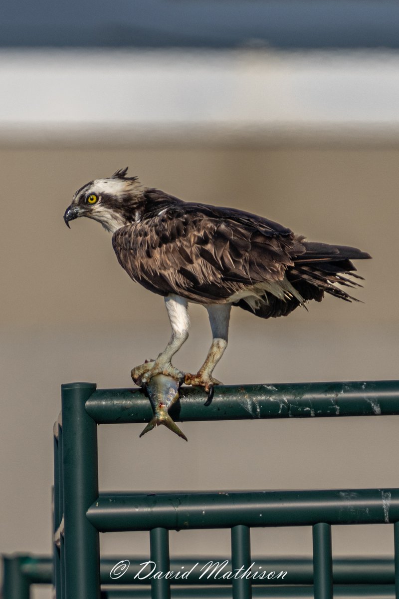 My new neighbor Ozzy Osprey got the sashimi - again.
I was today years old when I learned that ospreys do not drink water. Apparently, the fish they eat supply all the water they need!

Have a great weekend!
