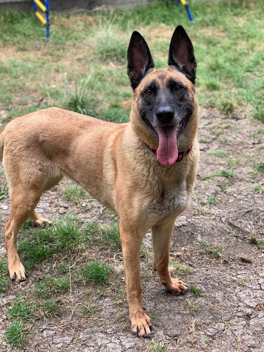 Kola is 8yrs old and this girl is still very sprightly for her age, Kola has been ok with other #dogs but she is a worrier so will need a calm and confident home to help her #germanshepherd #Cornwall gsrelite.co.uk/kola/