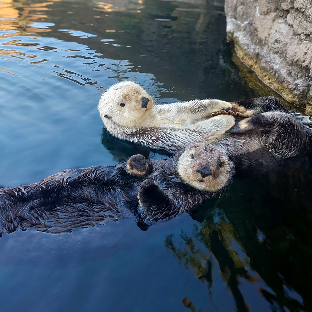 nyaquarium's tweet photo. Is it honestly a surprise that Sea Otter Awareness Week is one of our favorite weeks of the year?! 📸 Wild Animal Keeper Olivia https://t.co/U9RVFDxI28