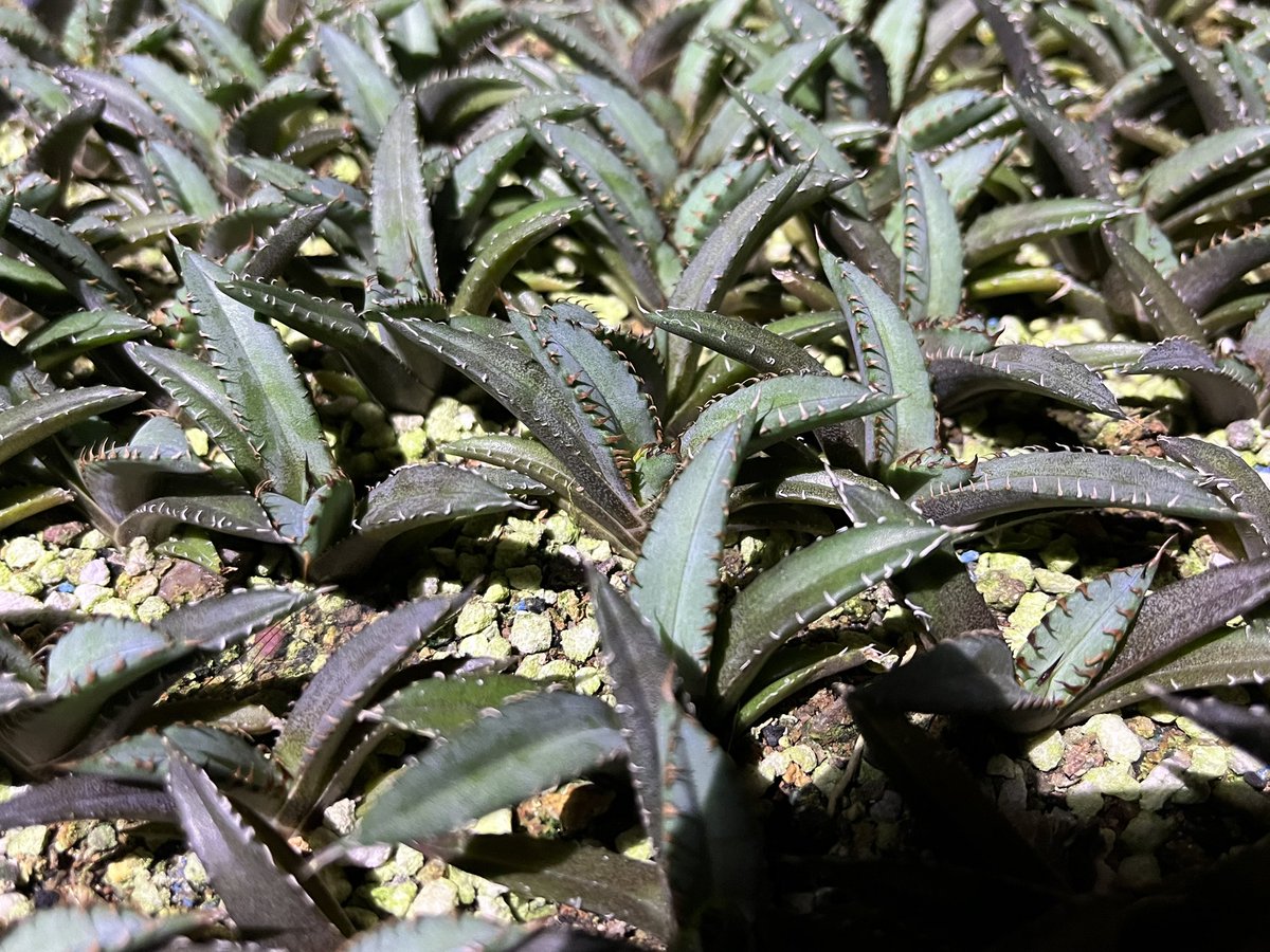 Agave titanote 
Agave titanota Seedlings #アガベチタノ 
#仁王冠  #龍舌蘭  #嚴龍   #fo076  #アガベ #チタノタ  #アガベのある暮らし
#厳竜 #笹の雪 #agave  #titanota  
#砂漠の植物   #植物 
#沙漠植物 #觀葉植物 #カクタス   #熱帶雨林  #多肉植物 #Desertplant