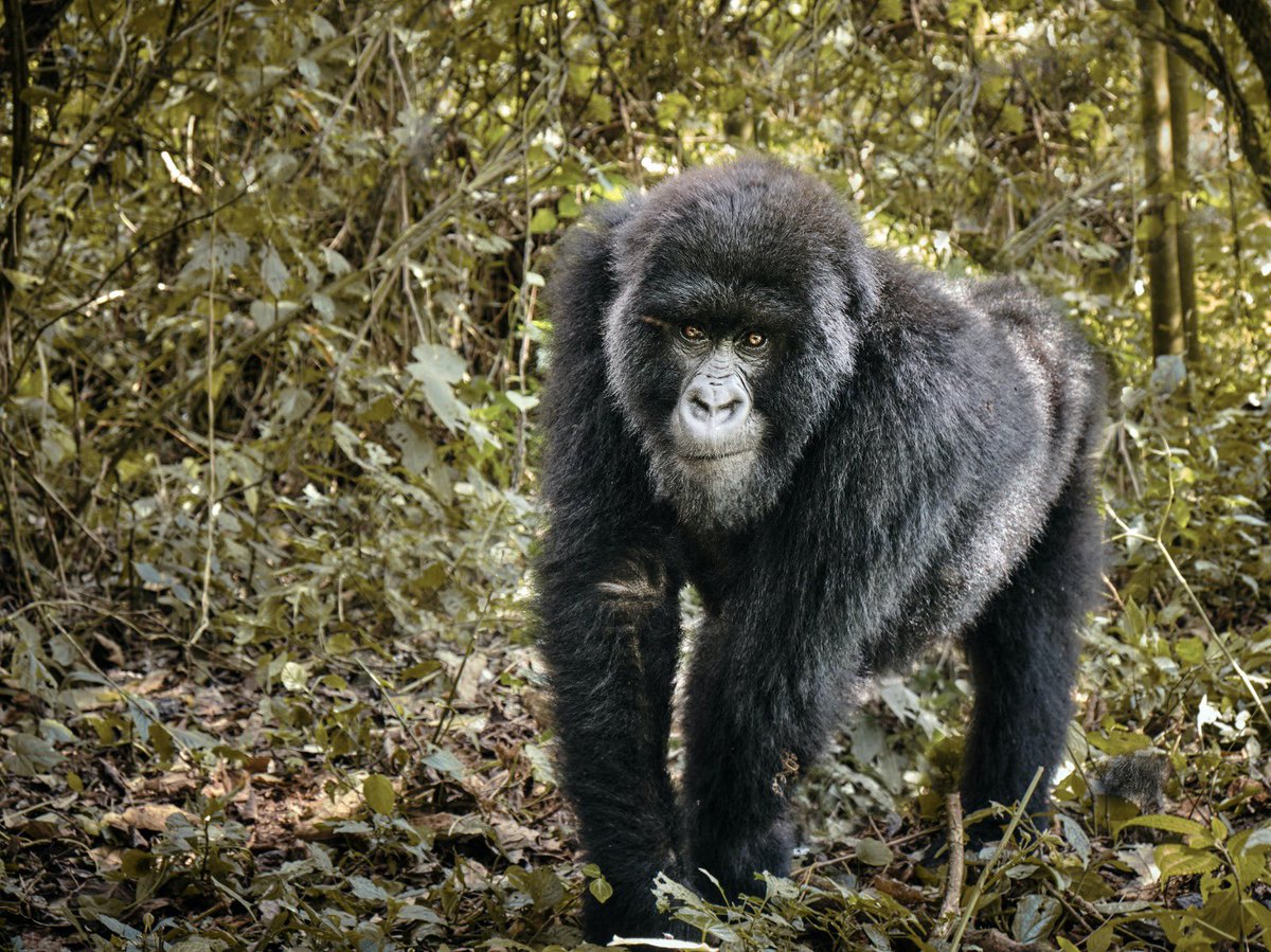 Track the last remaining populations of mountain gorillas whilst contributing to their conservation… 

Be inspired 👉 itineraries.safariportal.app/Private-Group/…

#WorldGorillaDay #endangeredspecies #purposefultravel #Traveler