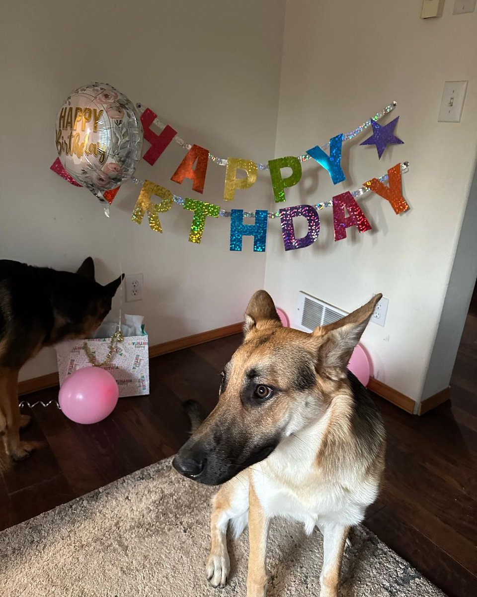 “ITS MY BIRTHDAY!!!!! 🥳💖 and my brother tried to steal my present 😂” -Daisy 

#gsd #gsdpuppy #gsdlove #gsdlife #gsdnation #gsdofinstagram #gsdlover #gsdpage #gsdcute #gsdpuppies #gsddaily #gsdphotos #gsdlovers #germanshepherd #germanshepherds #germanshepherdpuppy