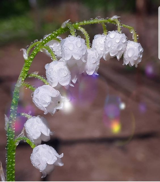 lavieestbelIe's tweet photo. Flowers after the rain https://t.co/WaRGOvMP15