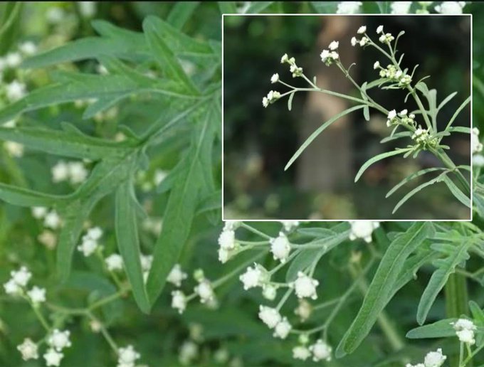 জেনে নিন, নিরব ঘাতক পার্থেনিয়াম আগাছা