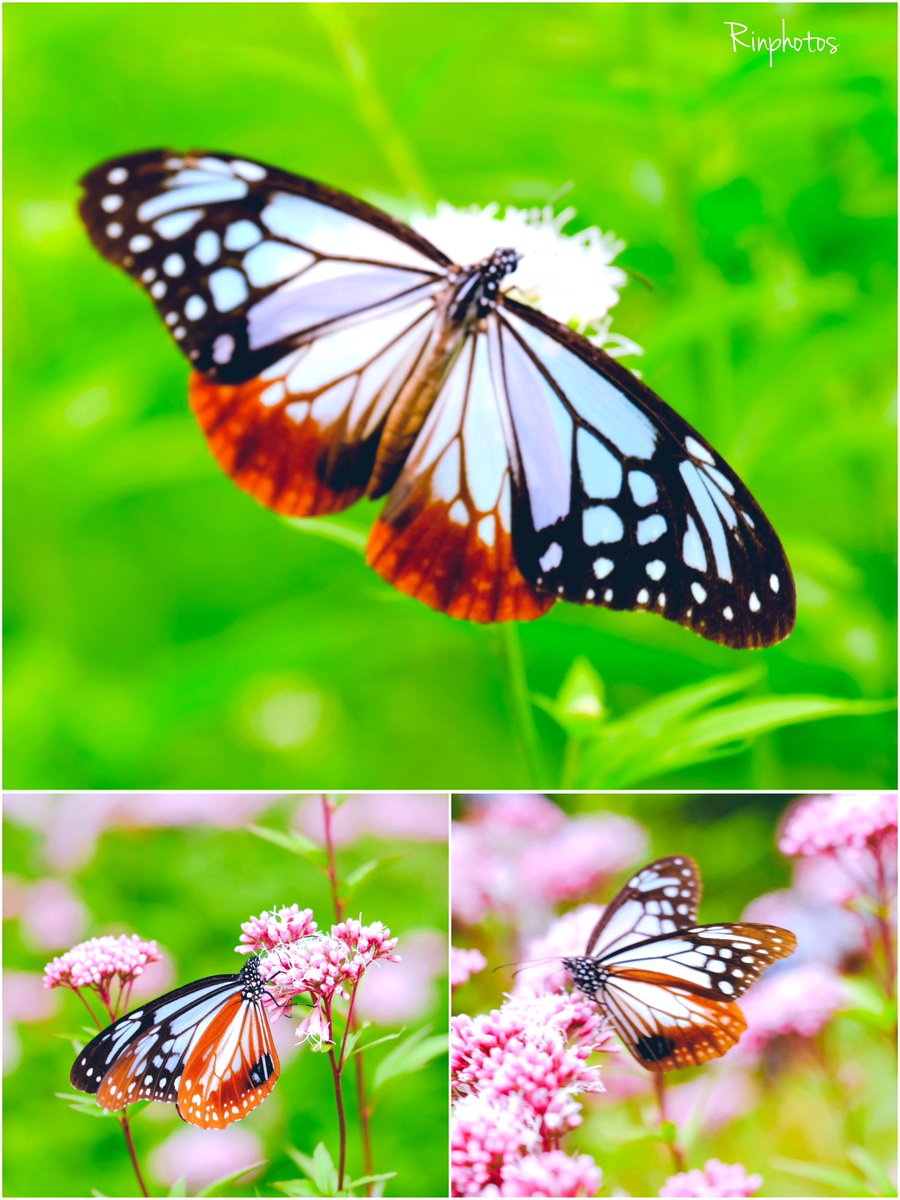 ɢ०ᵒᒄ ʍᵒ~ʳᐢⁱᐢᵍ･*:⋆゜Twitter
おはようございます👒*･

#今日は何の日

𖡼.𖤣𖥧𖡼.𓇥 ֒𖡼.𖤣𖥧

ｱｻｷﾞﾏﾀﾞﾗ𓂂𓏲𓆸܀

また君に
会える季節
旅する蝶🦋.*˚

羽がステンドグラス
みたいに美しい
💠🍃ꔛꕤ

ღ Haνҽ ª ɢ♡♡Ð ɗaγ ღ٭:.*ஐೄ
🌿✨☕

今週も宜しく
お願い致します𖧷𓂃◌۫