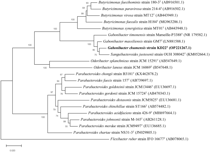 Characterization and description of Gabonibacter chumensis sp. nov., isolated from feces of a patient with non-small cell lung cancer treated with immunotherapy. doi.org/10.1007/s00203… #Gabonibacter @CRCHUM @BertrandRouty @Castagner10 @mcgillu @UNCG #ArchivesOfMicrobiology