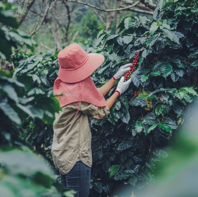 The story of coffee begins with the hands of these female farmers, who carefully harvest each coffee cherry. It's a labor of love & their expertise shines through in every cup☕ #coffee #coffeeharvest #coffeelovers #cafe #morning #farmers #coffeeholic #espresso #blissedoutcoffee