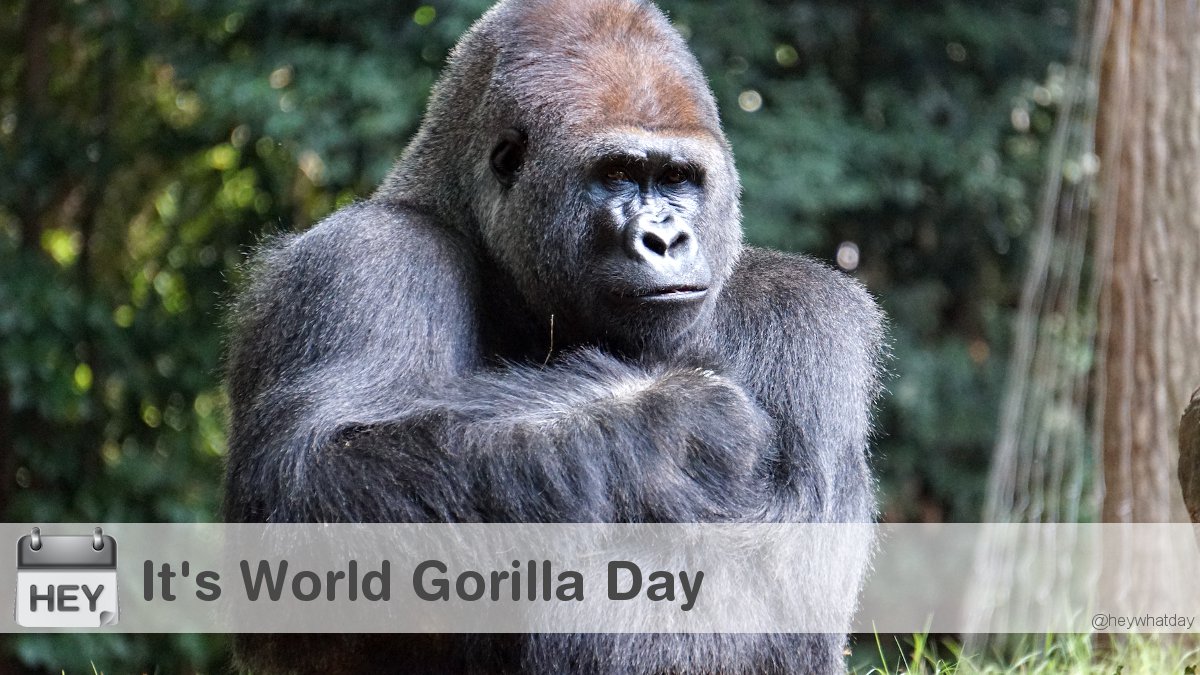 It's World Gorilla Day! 
#WorldGorillaDay #GorillaDay #GreatApe