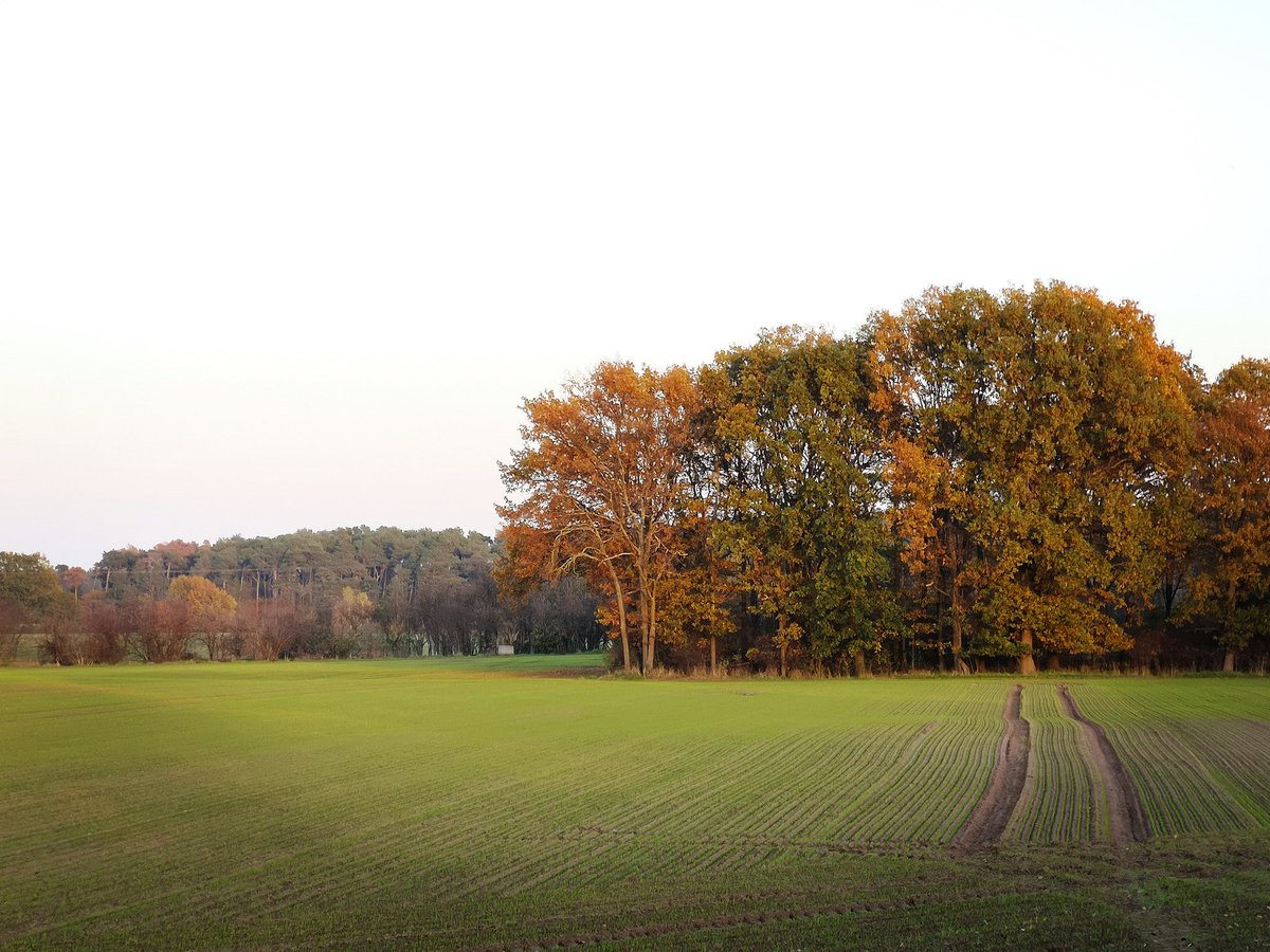 faeline711's tweet photo. @FotoVorschlag 'Ackerbau' #FotoVorschlag #365Projekt #52Projektv
Novemberfeld https://t.co/zuR8QbvSZR