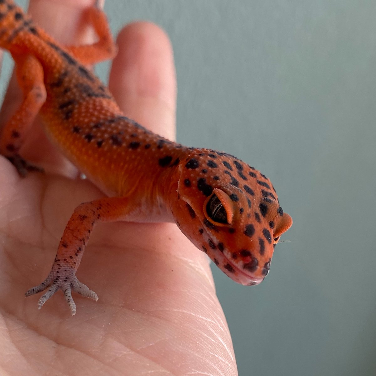 LUCKUP_yosshi's tweet image. 実物の赤みが凄い良い感じなので推し

#ヒョウモントカゲモドキ