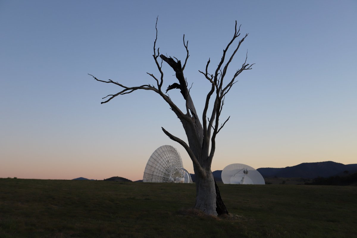Behind each tree is a new horizon to explore.
#DSS34 & #DSS43