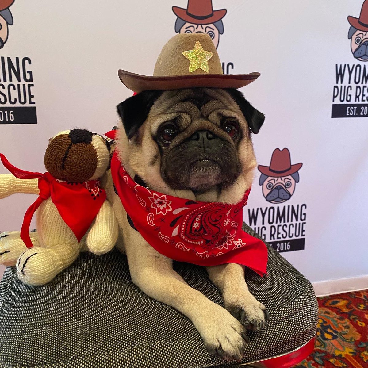 snuggle_pugs's tweet photo. #wyomingpugroundup baby Carl is ready for a rootin tootin time 🐾🤠 https://t.co/RVkBrfHAXQ