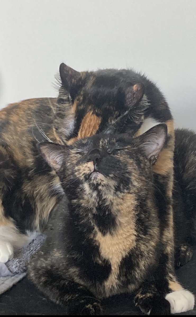 They’ve merged into a single cat. Send help.